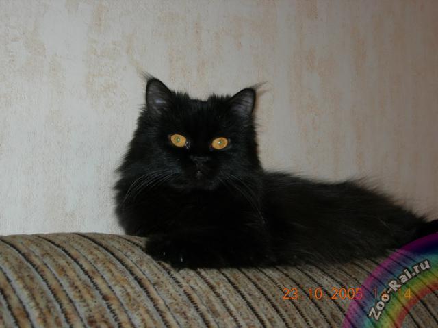 Клёпочка