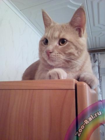 ЛЁВУШКА